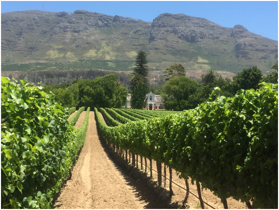 franschhoek private wine tour